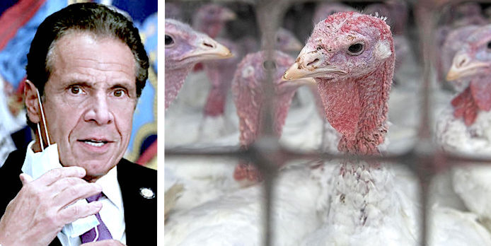 Click to enlarge Cuomo turkeys