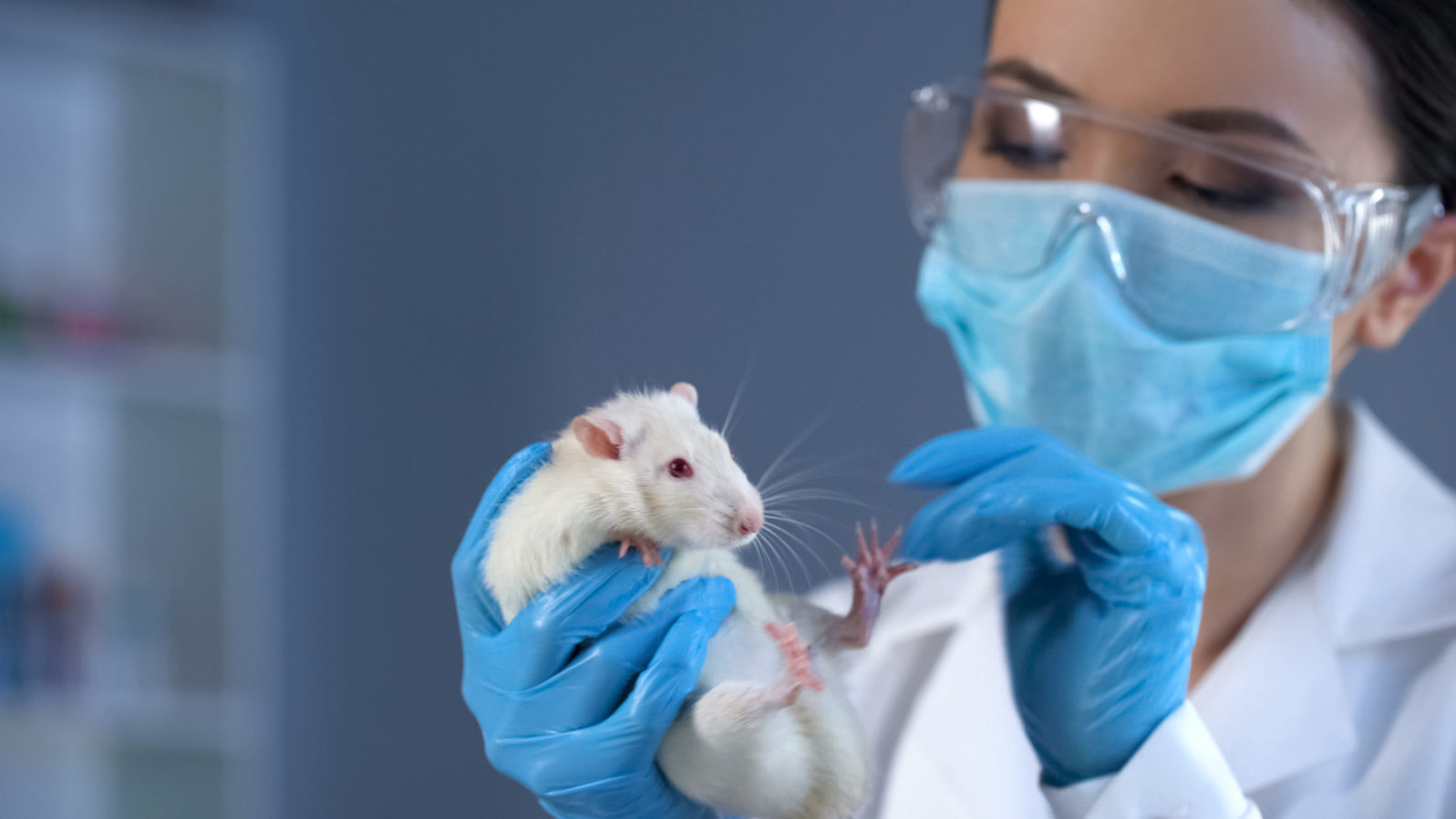 lab rat