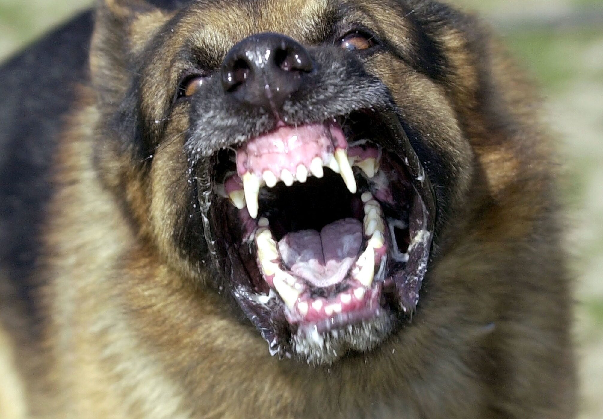 Click to enlarge A Florida man was attacked and killed by a pack of stray dogs that still remain on the loose, say police