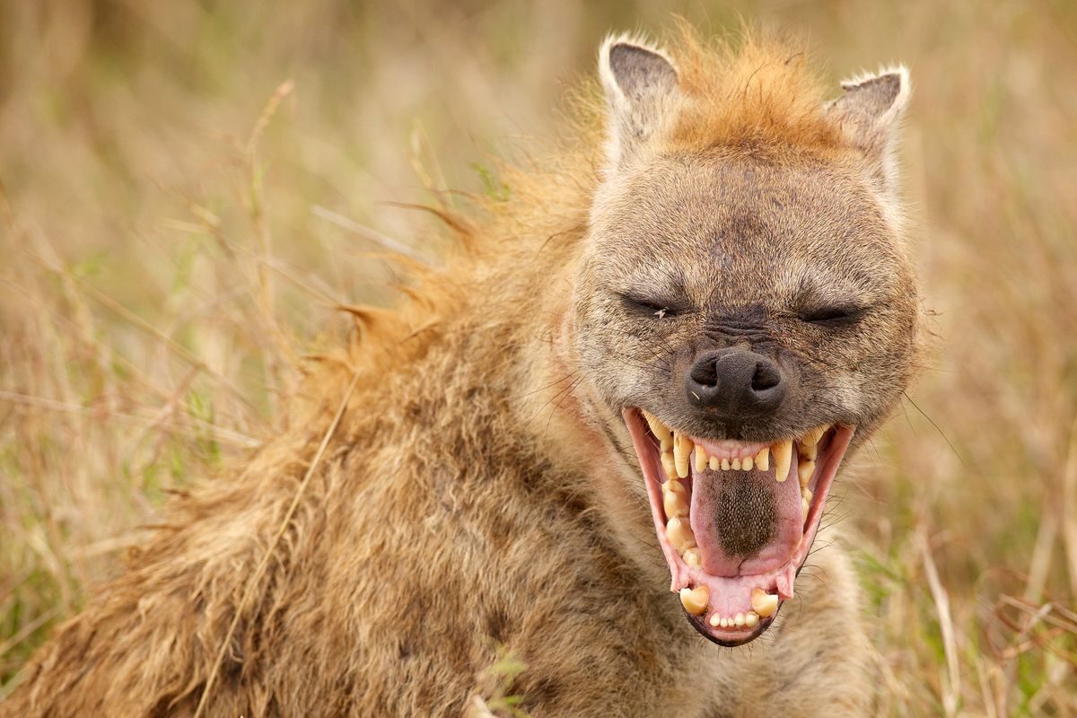 hyena