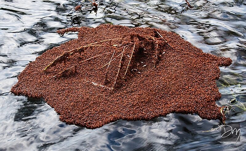 fire ants flood raft