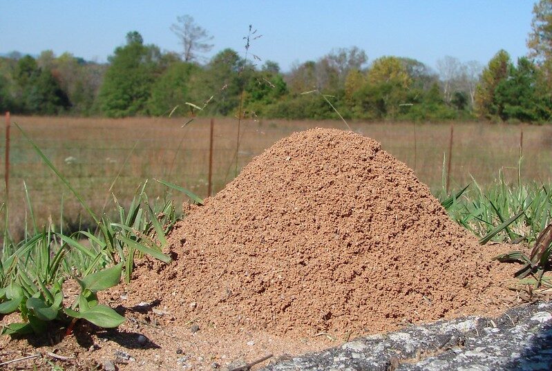 fire ant nest