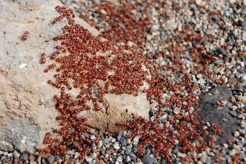 fire ants