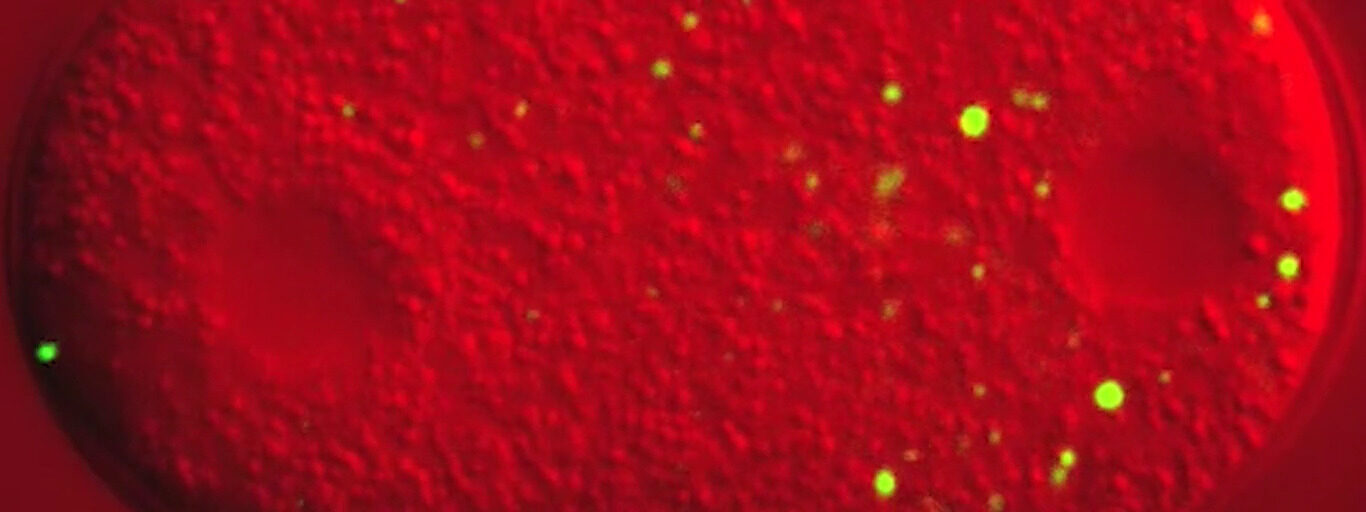 liquid droplets cell behavior