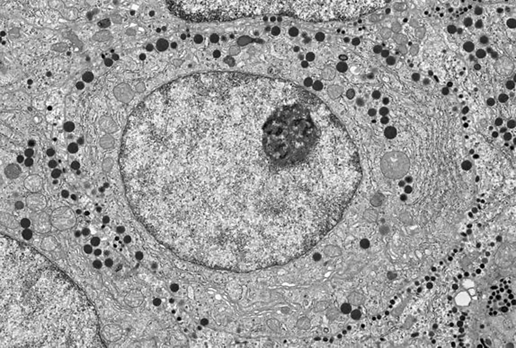 Click to enlarge cell organelles