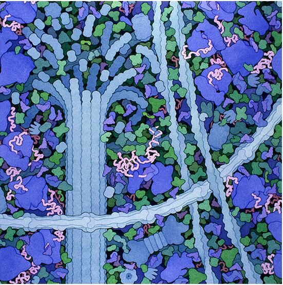 Click to enlarge cell cytoplasm structures