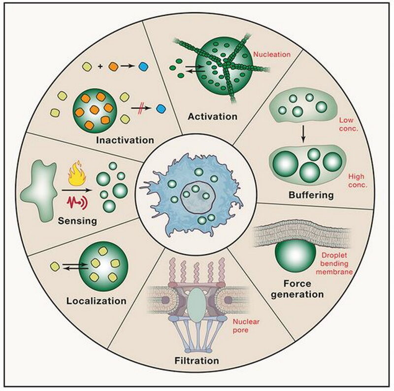Click to enlarge phase separated droplets cell biology
