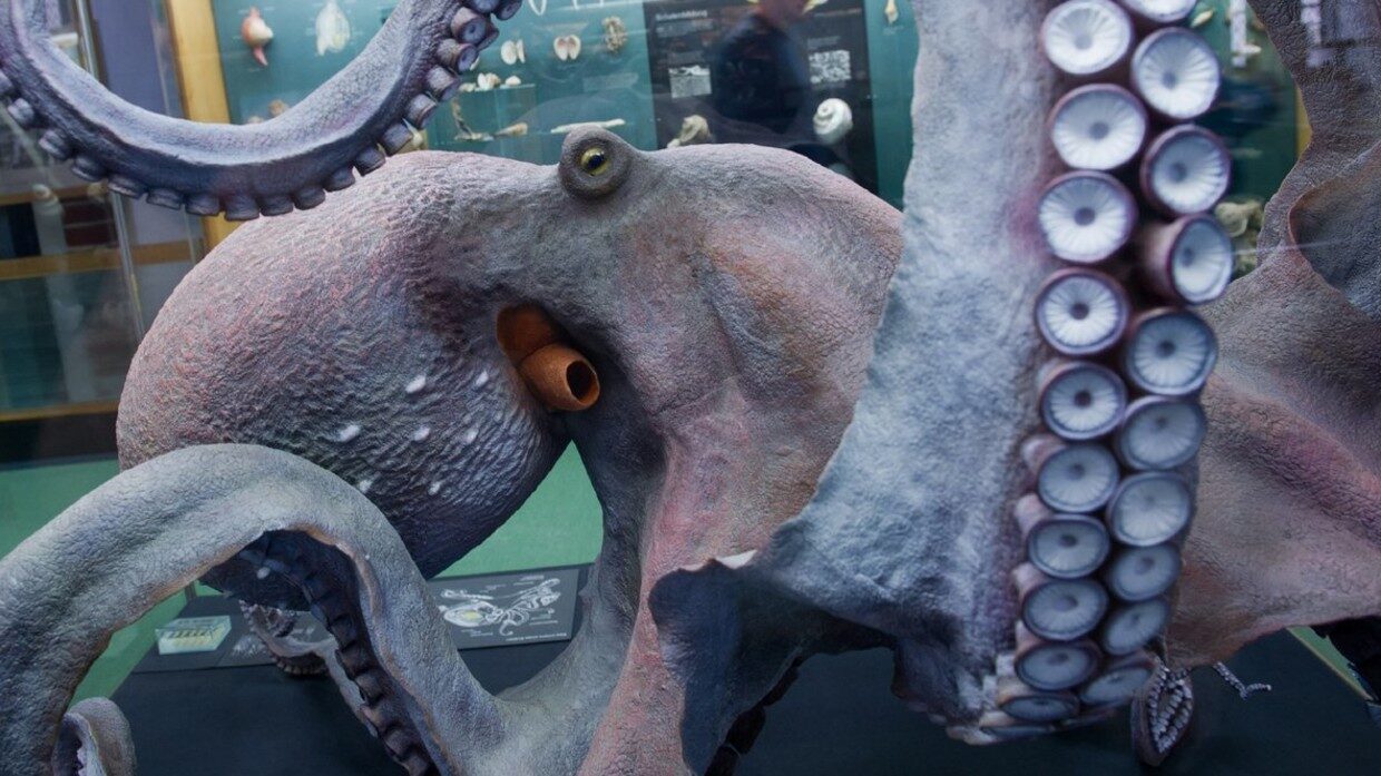 octopus