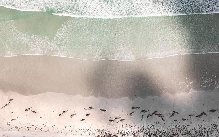 An aerial photo of some of the stranded pilot whales and bottlenose dolphins.