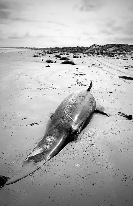 Click to enlarge whale