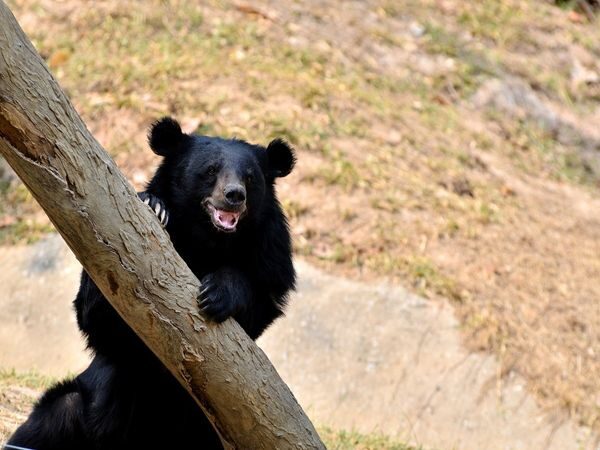 Click to enlarge When the residents of Vadhuk village were in the forest, they were attacked by a Himalayan black bear (Representative Image).