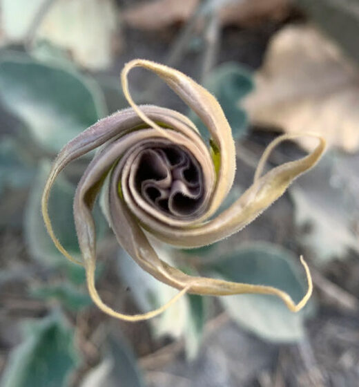 Datura