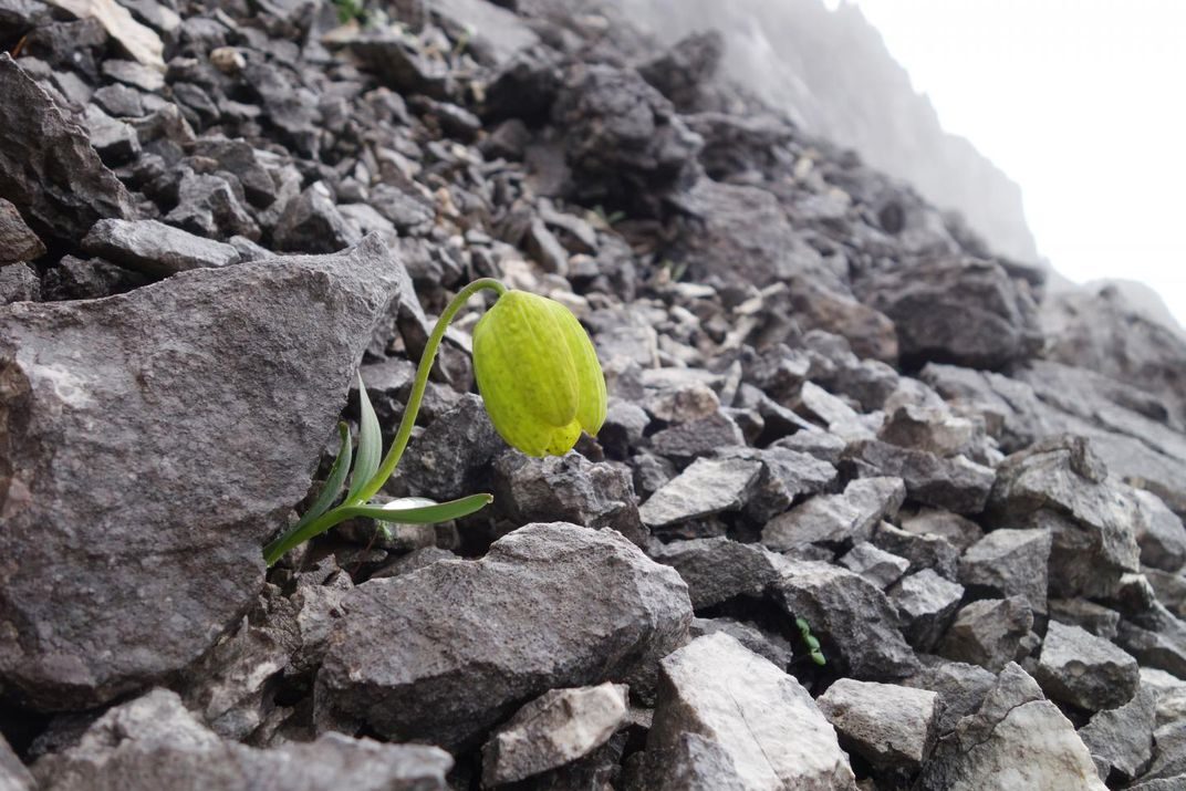 Click to enlarge Fritillaria