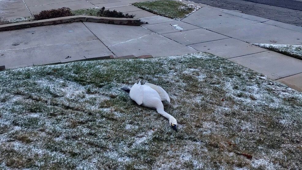 A few dozen swans were killed and several were injured in a hail and windstorm earlier this month.