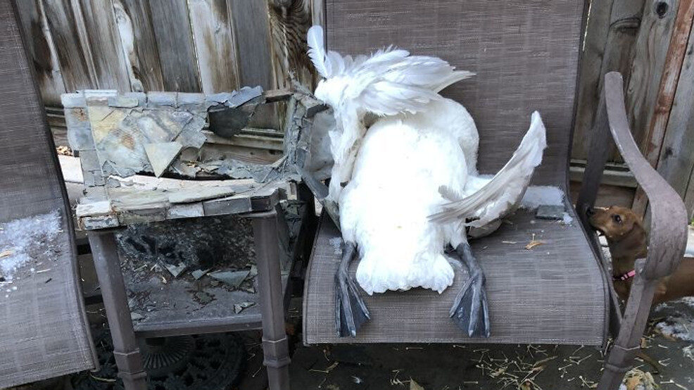 Click to enlarge Storm damage caused by swan crashing into metal patio in Woods Cross, Utah.