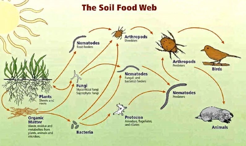 Click to enlarge Source: http://www.ridgeshinn.com/environment/soil-health-and-fertility/?lgUTG