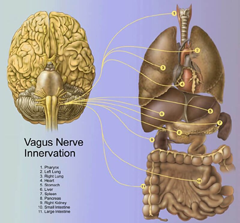 Click to enlarge vagus nerve connections organs