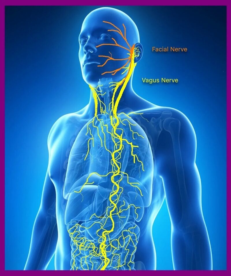 Click to enlarge vagus nerve branches