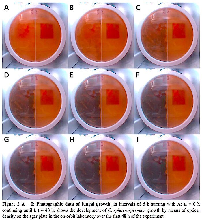 fungal growth circles