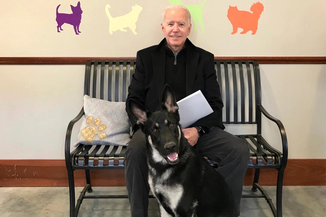 joe biden and dog major