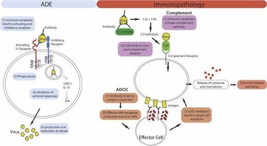 mechanism-of-ade-and-antibody-mediated-immunopathology