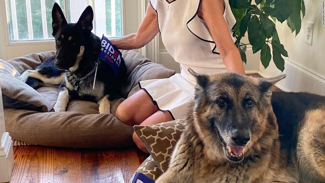 biden dogs german shepherds