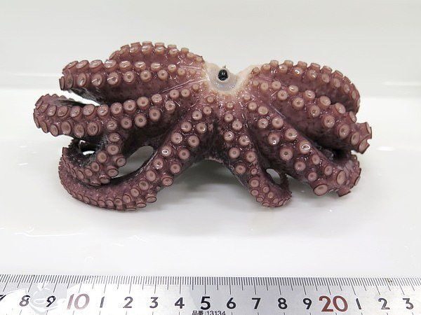 Click to enlarge The nine-legged octopus was one among the four that the fisherman had caught. It measured a little more than 15 centimetres.
