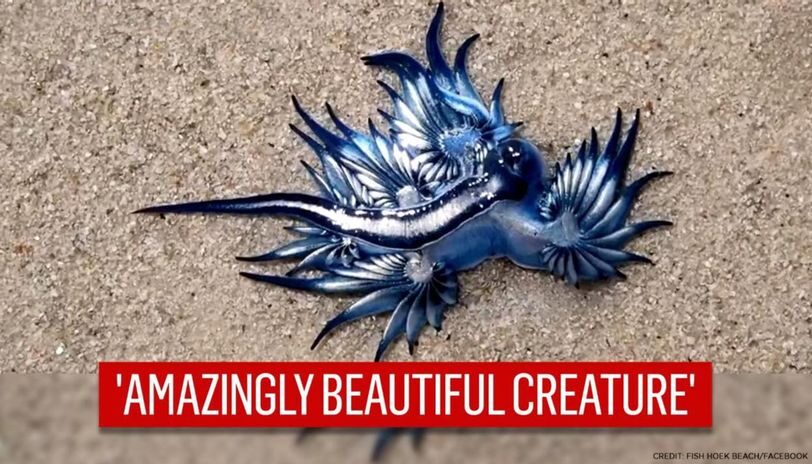 Click to enlarge Glaucus Atlanticus