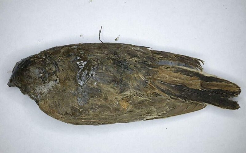 frozen bird siberia prehistoric