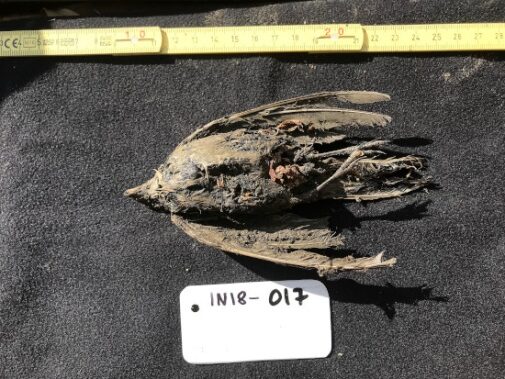 Click to enlarge frozen prehistoric bird siberia