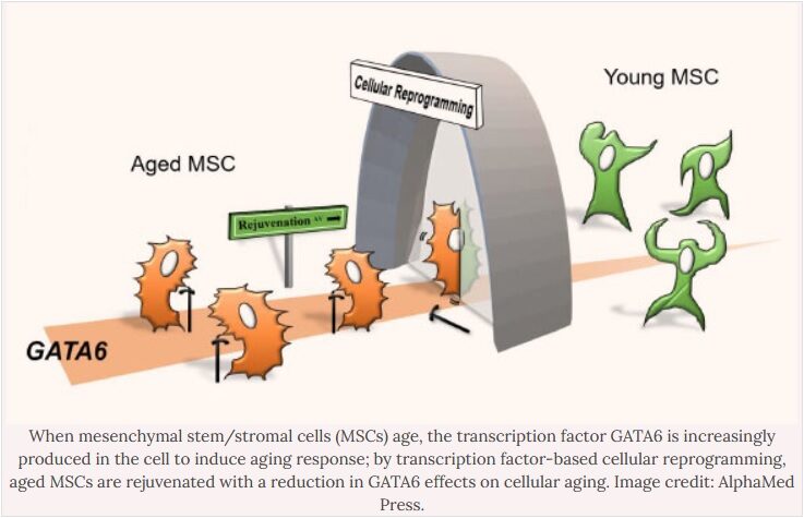 GATA6 gene pathway