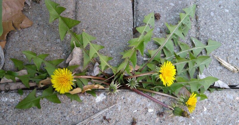 Weeds