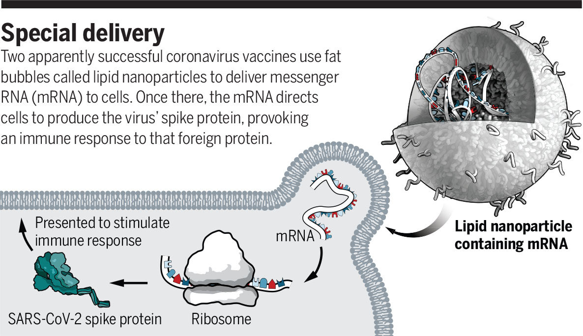 Click to enlarge Nanoparticles deliver messenger RNA ( mRNA) to cells.