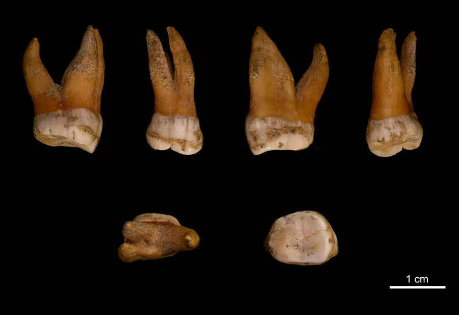Ancient Tooth