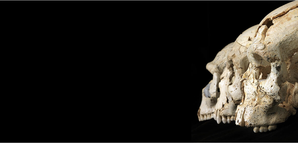 Click to enlarge Hominid skull