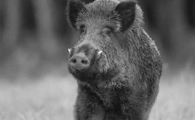Click to enlarge A boar