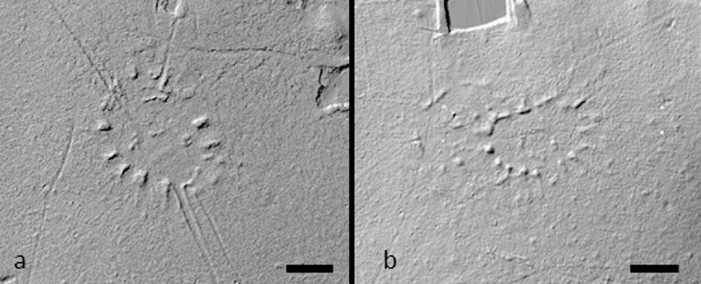 Amazon LIDAR Scan