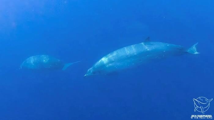 whales