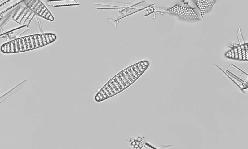 diatom
