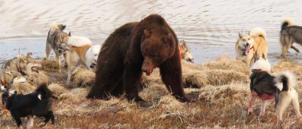 Click to enlarge Bear surrounded by wolves