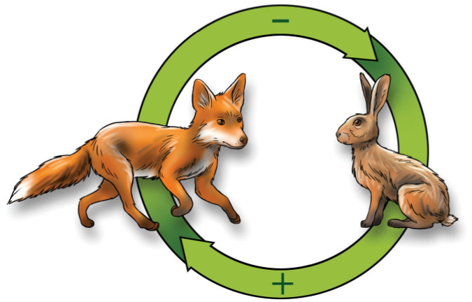 food cycle fox rabbit