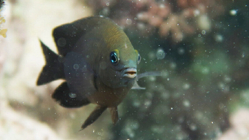 Click to enlarge Longfin damselfish