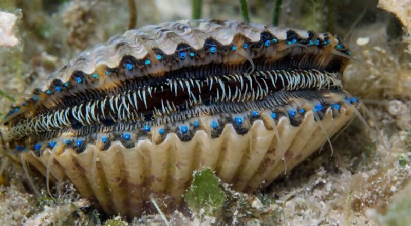 Click to enlarge Cape Cod blue-eyed scallops