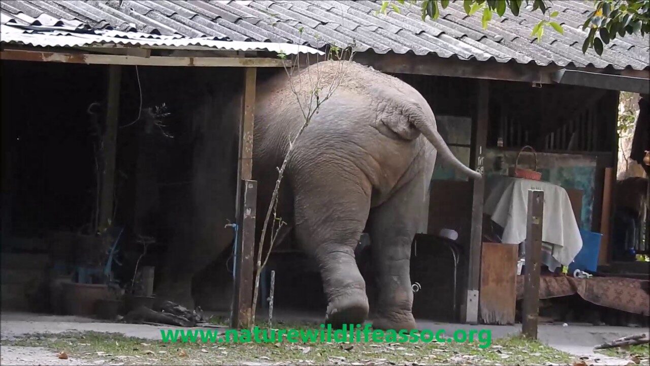 Click to enlarge ELEPHANT
