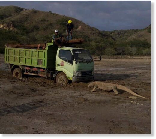 A Komodo dragon has attacked a worker at a 'Jurassic Park' like resort in Indonesia