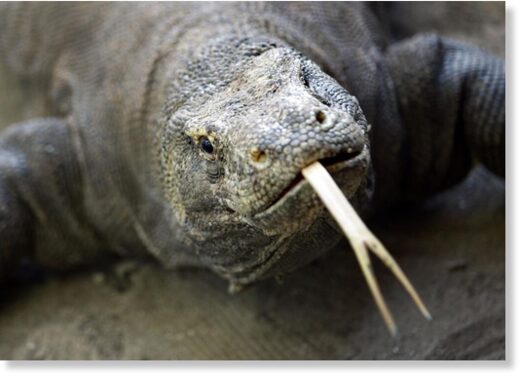 The humongous lizard can grow up-to 10 feet long
