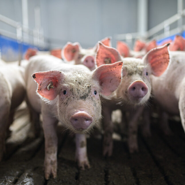 pigs