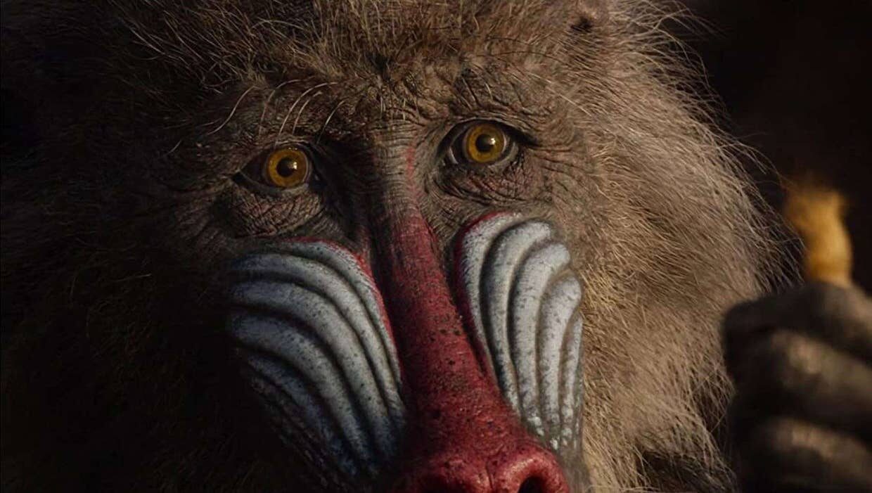 Baboon