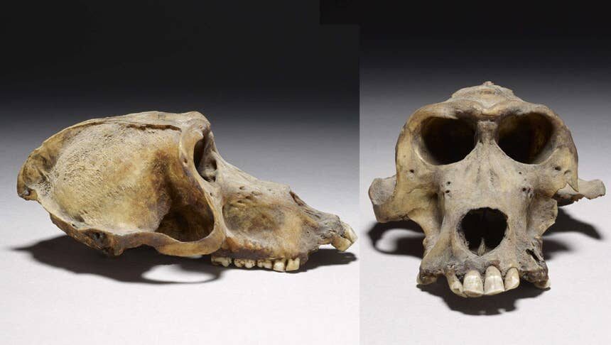 Skulls of mummified baboons.