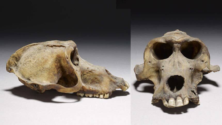 Click to enlarge Skulls of mummified baboons.